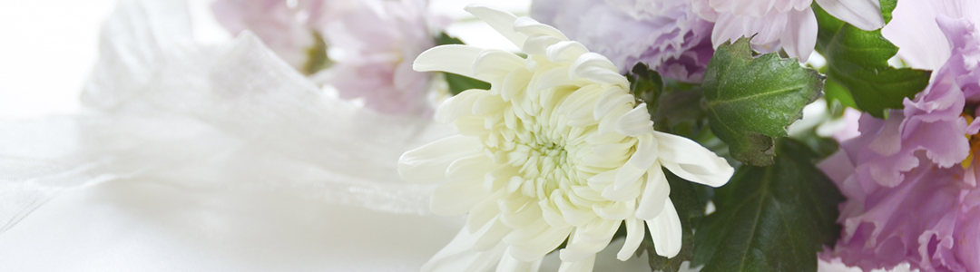 菊の花のイメージ画像